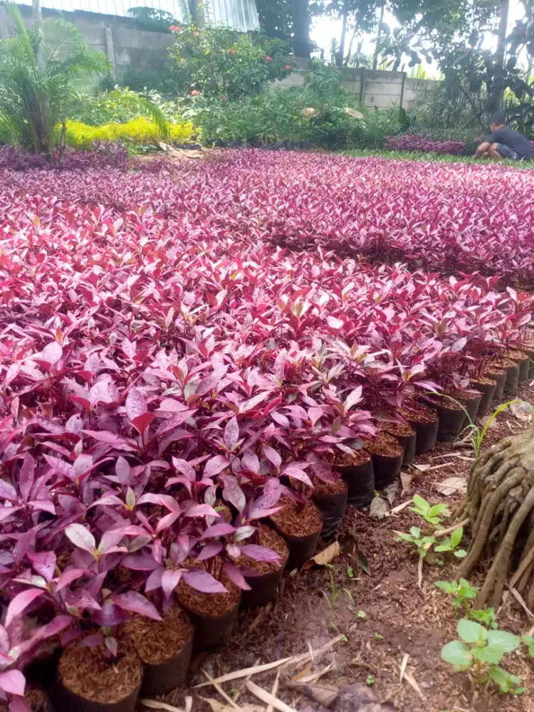 Jual pohon erpah