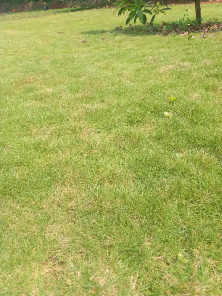 Jual rumput jepang/ peking
