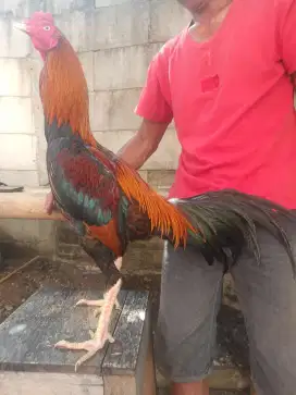 Ayam Bangkok pakhoy Mangon Pama khoyngon khoytrd pluker Samo dll