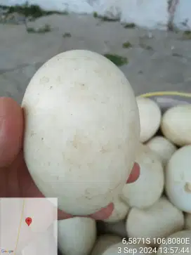 Telor Soang Ato Angsa