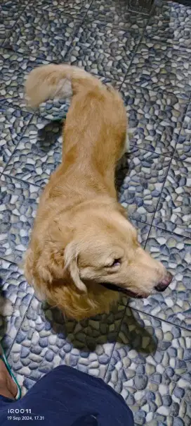 Golden retriever jantan (PACAK ONLY)