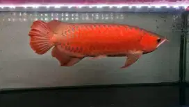 Arwana Super Red 55 Cm Merah Merona