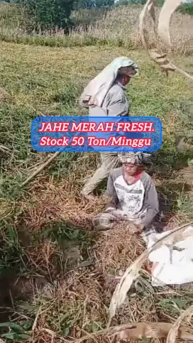 JAHE MERAH/JAHE MERAH FRESH/JAHE MERAH SEGAR/RED GINGER