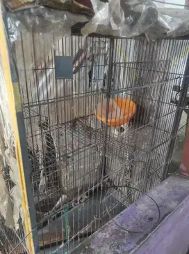 Kandang kucing besi uk besar