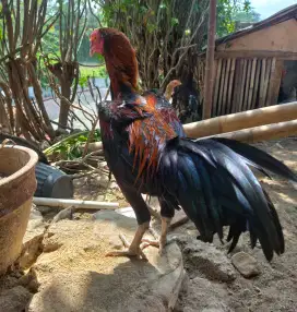 AYAM BANGKOK / KAMPUNG TELUR BIRU