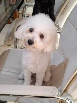 Dijual anjing poodle
