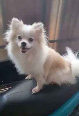 Anjing Minipom, mini pom