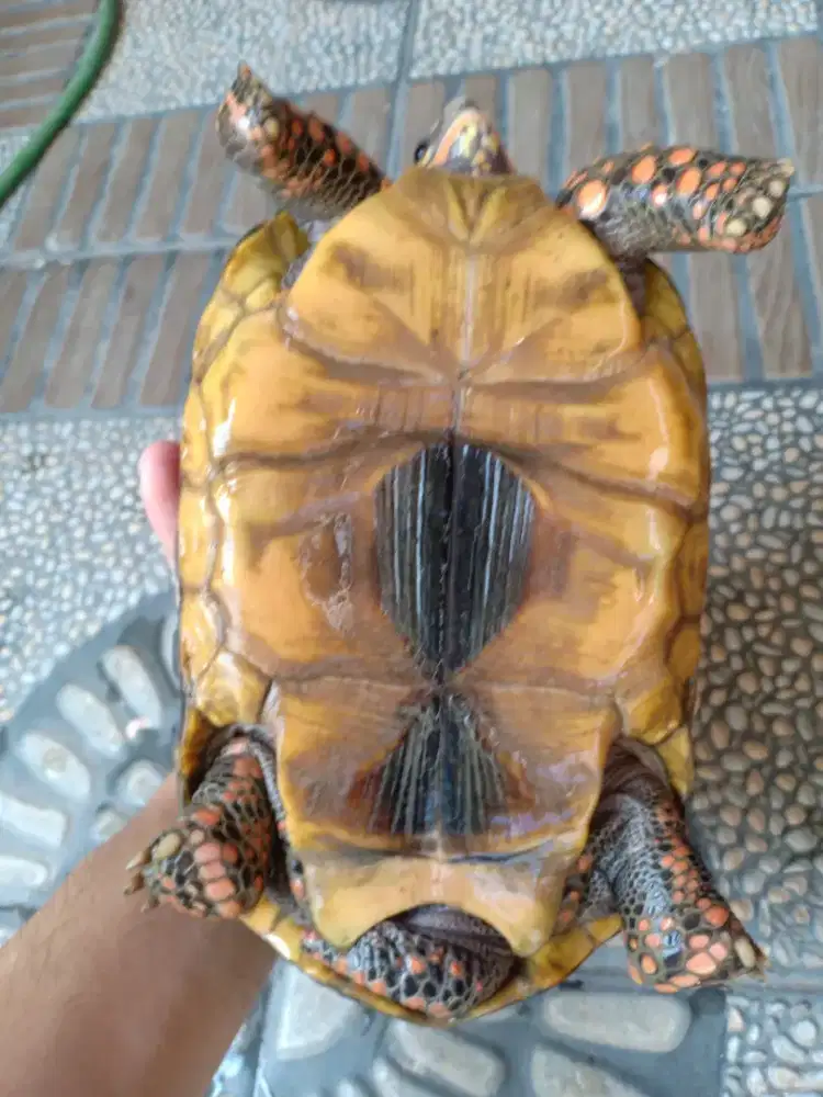 Kura kura redfoot