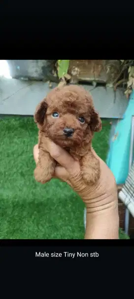 Anakan Red Tiny Poodle Cakep Murah