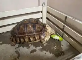 Sulcata Jantan 40 Cm