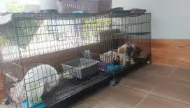 Borongan 3 kucing 2 kandang