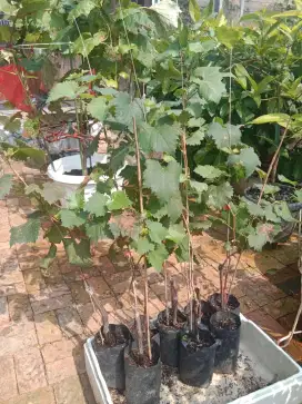 Bibit Tanaman Anggur Import