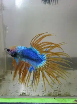 Cupang crowntail