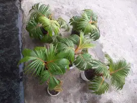 BONSAI KELAPA GADING