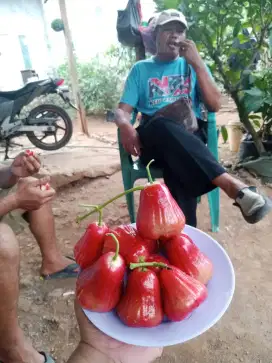 Bibit jambu alpukat durian mangga cepat berbuah tulang bawang barat