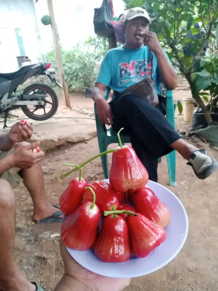 Jual bibit tanaman buah dan pohon bisa di pot lokasi bandar Lampung