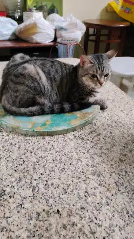 kucing rumahan lucu lucu..