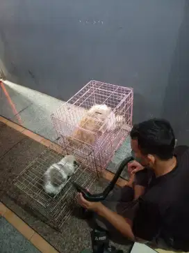 Grooming kucing anjing house call service