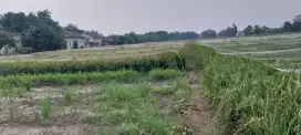 Disewakan tanah sawah untuk di garap.