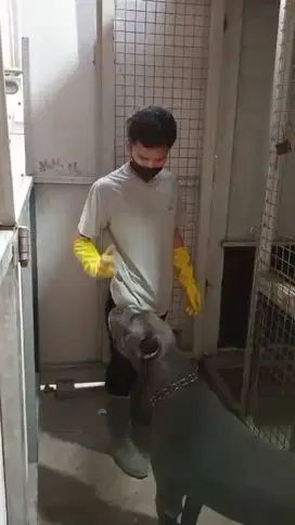 Anjing Cane Corso Otot Baja, Hati Emas!