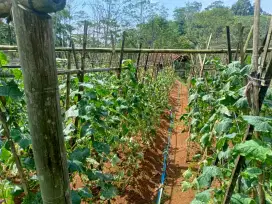 Dijual lahan pinggir jalan suasana pegunungan air banyak