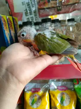 Lolohan pineapple conure
