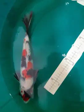 Ikan koi Showa pola X 36cm HQ