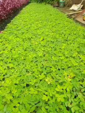 POhon landep/kacang kacangan