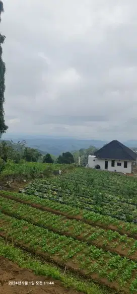 Tanah bagus untuk investasi