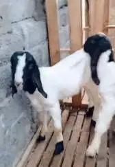 3 ekor bibit kambing etawa jantanan 3-4 bulan siap piara hobby2an puas