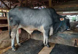 Jual sapi asal kupang bisa kirim ke Jakarta