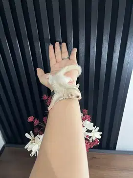 joey sugar glider creamino betina jinak murah