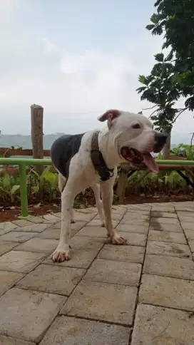 Pejantan Anjing Pitbull untuk Pacak