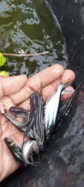 Jual bibit ikan patin