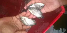 Jual bibit ikan nila hitam