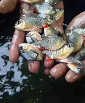 Jual bibit ikan bawal