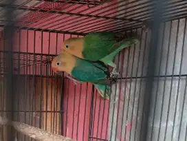 Lovebird Biola Aqua dewasa