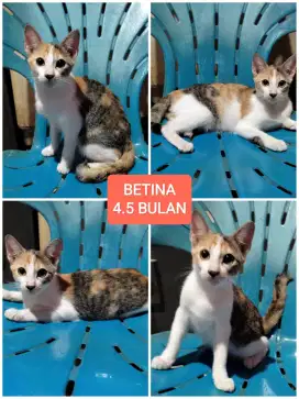 Kucing kitten mixdome Free