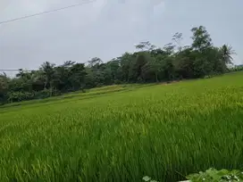 Tanah kebun/ sawah