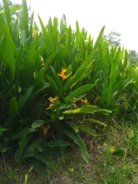 Heliconia bunga kuning