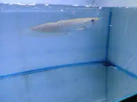 Ikan Arwana Silver Albino