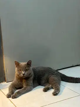 BSH Jantan 1 Tahun lebih