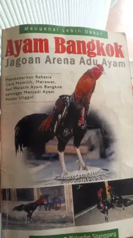 Ayam Bangkok Panduan Perawatan dan Budidaya