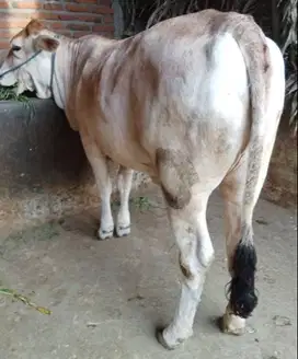 nabung sapi qurban 4 jt/bln 7x  400kiloan timbang real sapi jawa PO