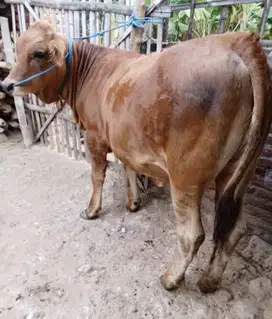 tabungan sapi qurban 4 jt/bln 7x 400kiloan timbang sapi jawa pegon