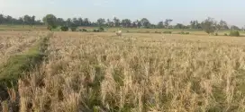 Sawah produktif murah kota metro