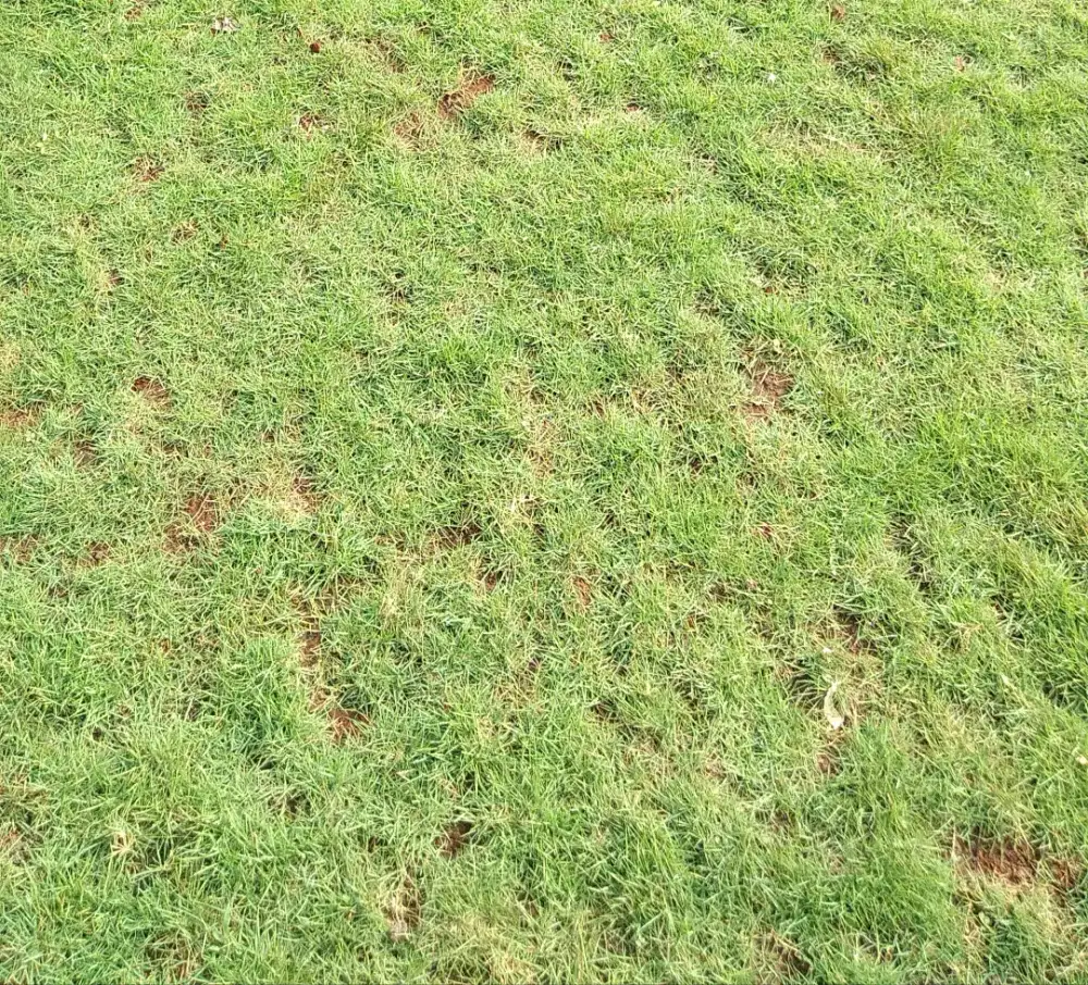 Rumput suwis tanaman