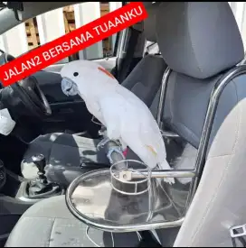 Tangkringan stainless stell Burung model baru untk taruh di mobil