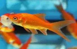 Komet | Koi | ikan Mas | Aquarium| Kolam