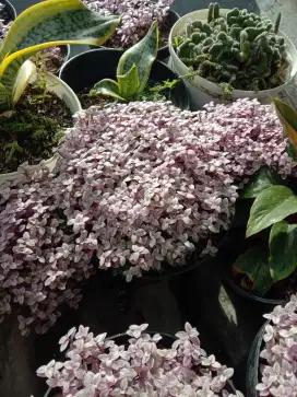 Calisia Pink Lady Kribo